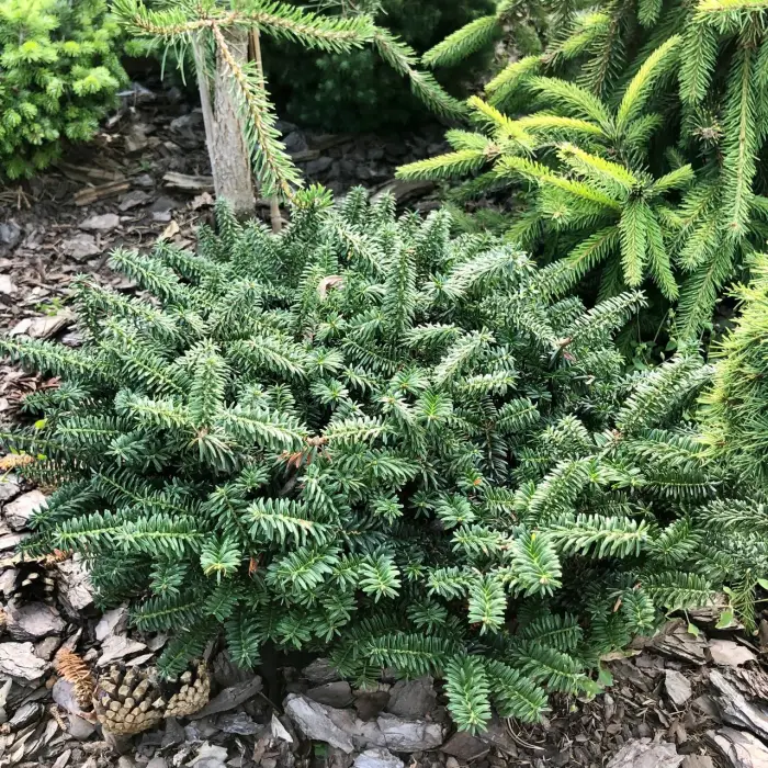 Прививка Abies balsamea Kiwi