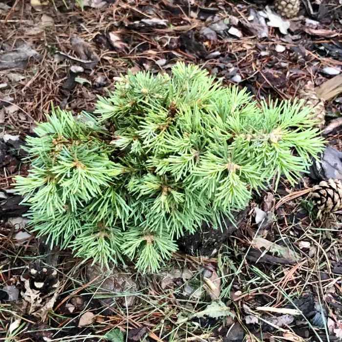Прививка Abies concolor Biryuza