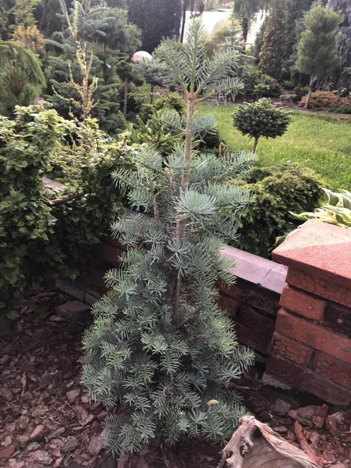 Прививка Abies concolor Compacta