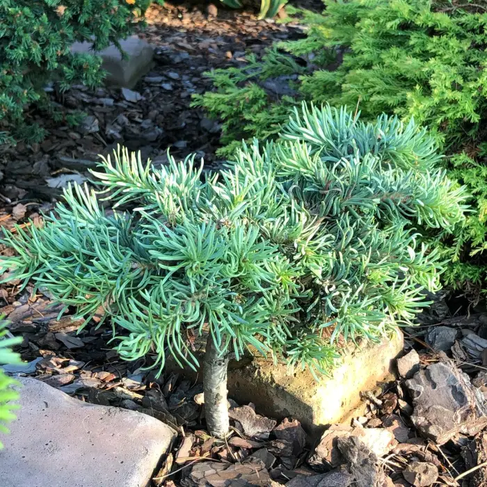 Прививка Abies concolor Ostrov nad Ohri