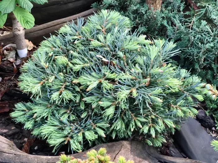 Прививка Abies concolor Piggelmee