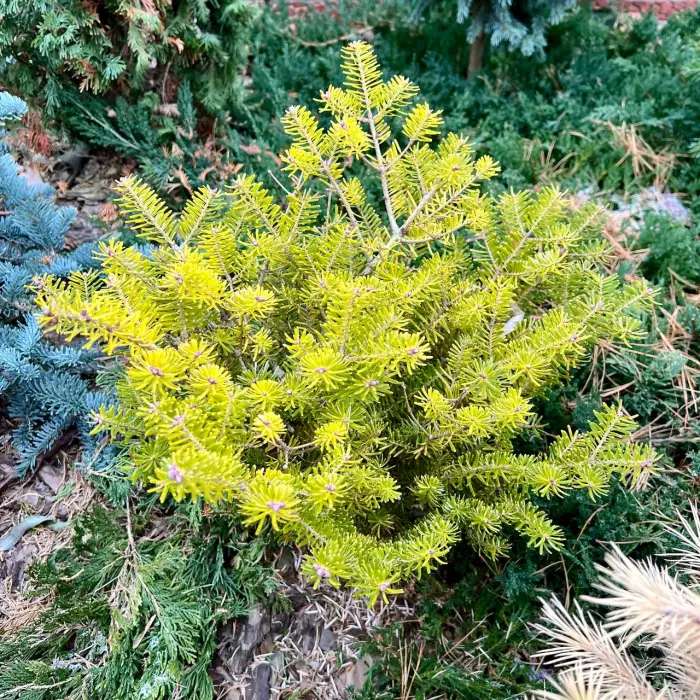 Прививка Abies koreana Orange Glow