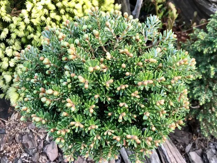 Прививка Abies koreana Silberperle