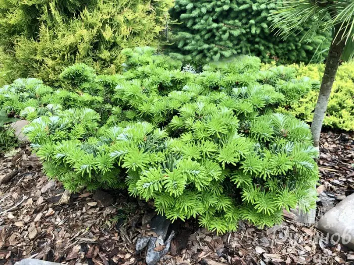 Прививка Abies koreana Tundra