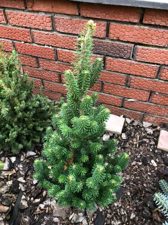 Прививка Abies koreana Wiki