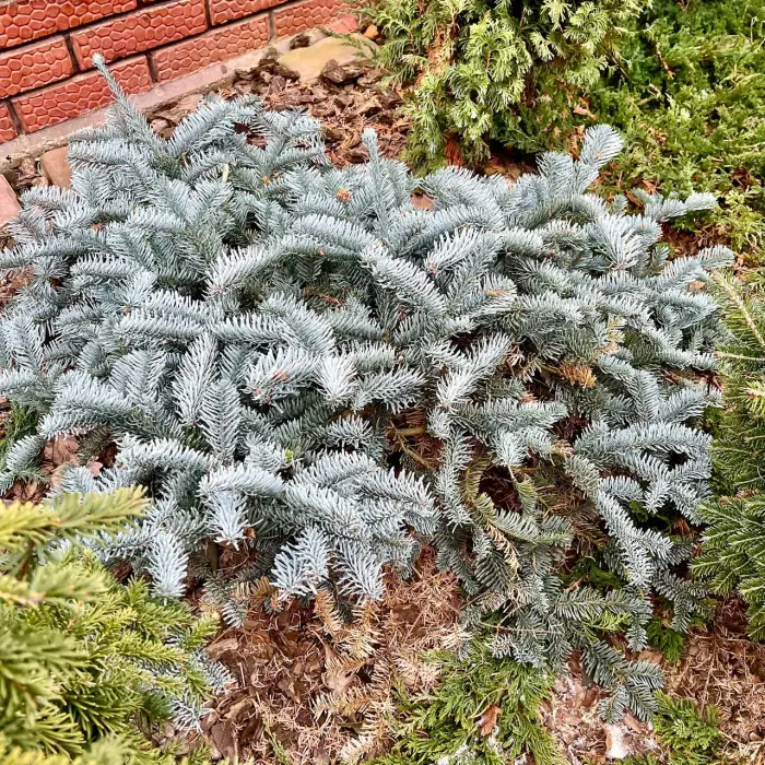 Прививка Abies procera Glauca Prostrata