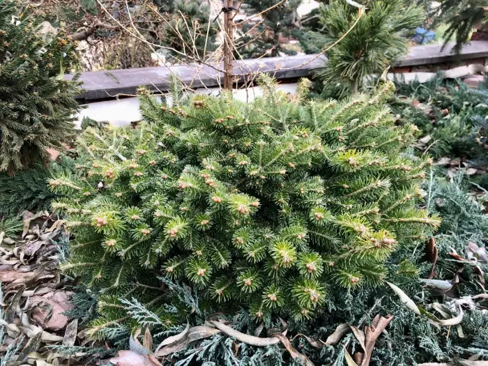 Прививка Abies sibirica Sharkan