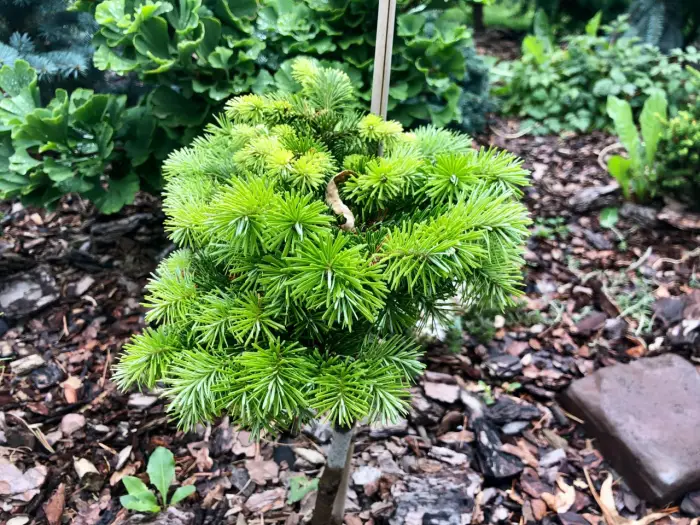 Прививка Abies sibirica Totem