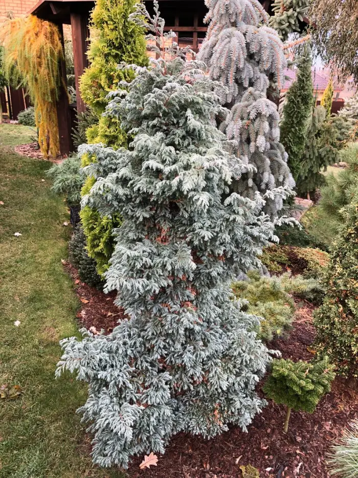 Черенок Chamaecyparis pisifera Boulevard