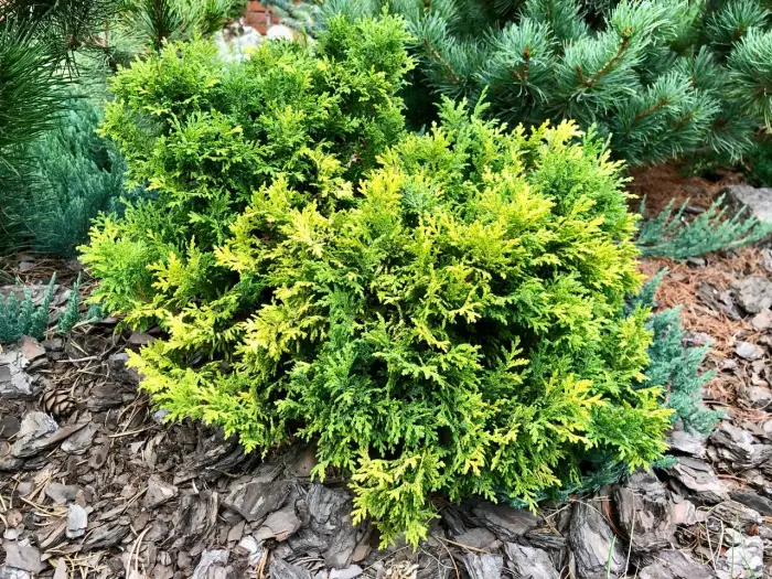 Черенок Chamaecyparis pisifera Gold Dust