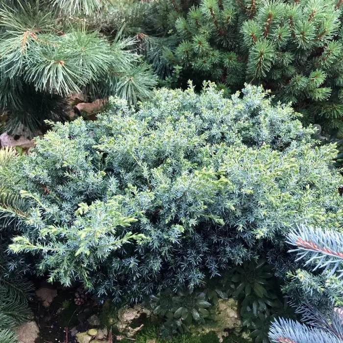 Черенок Juniperus communis Berkshire