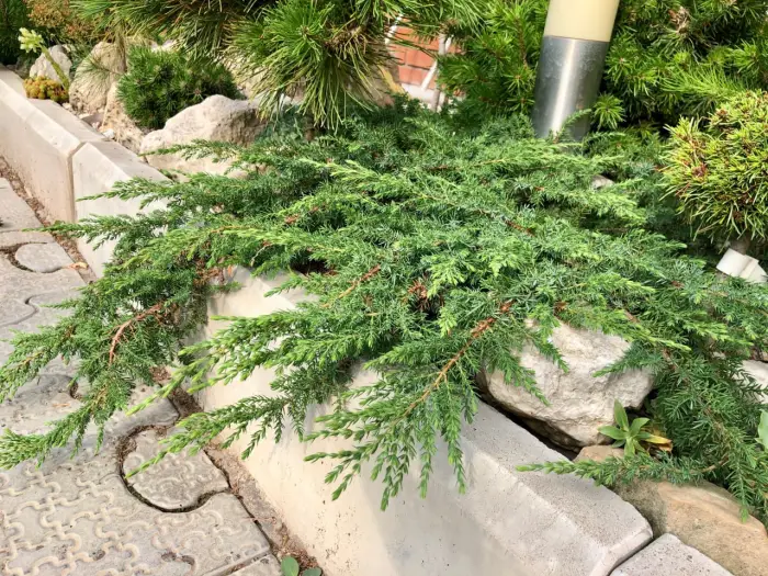 Черенок Juniperus communis Green Mantle