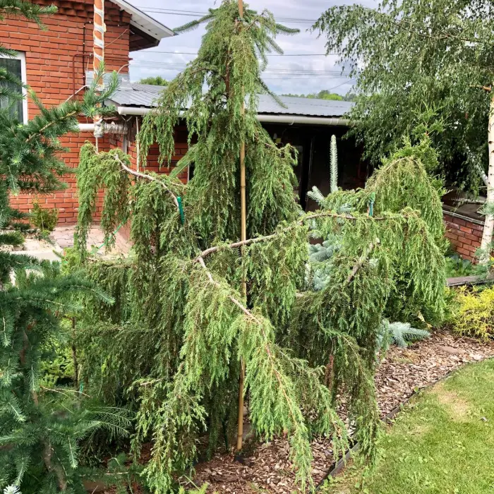Черенок Juniperus communis Horstmann