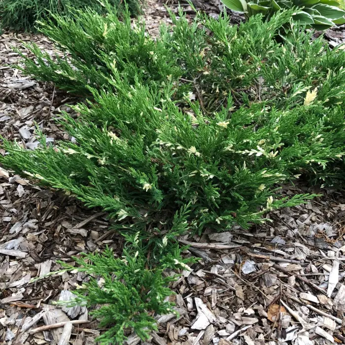 Черенок Juniperus horizontalis Andorra Variegata