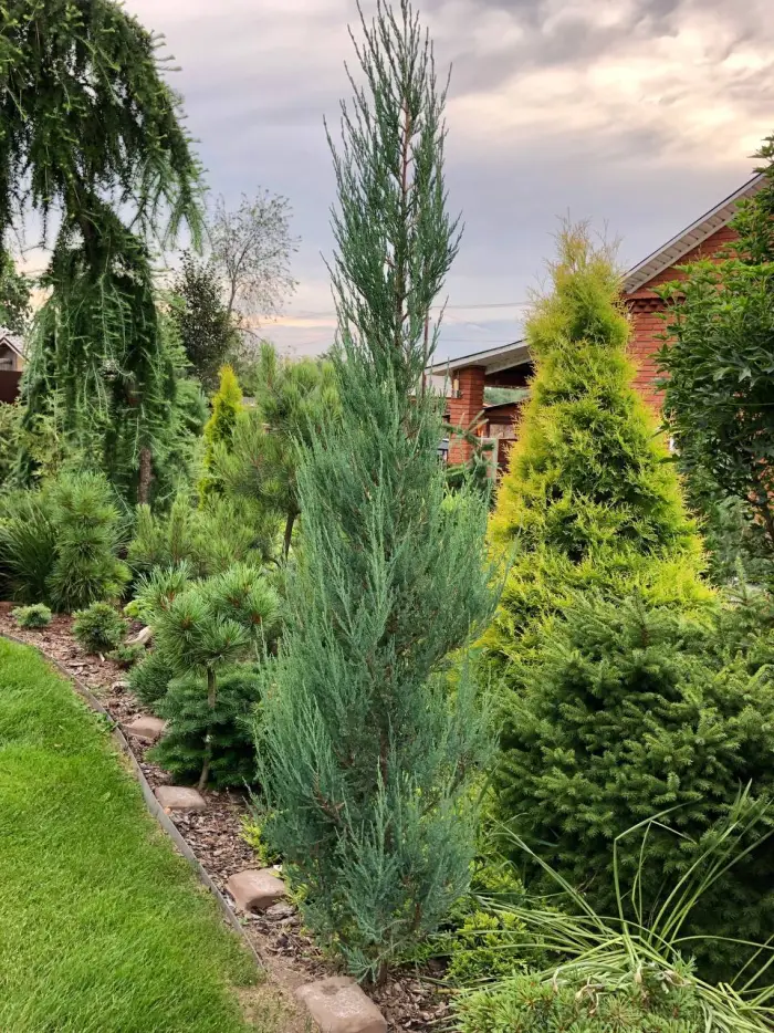 Черенок Juniperus scopulorum Blue Arrow