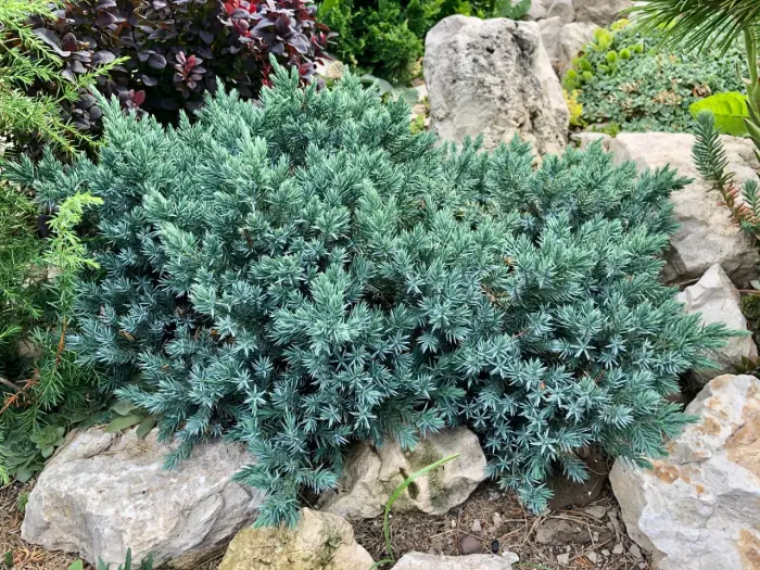 Черенок Juniperus squamata Blue Star