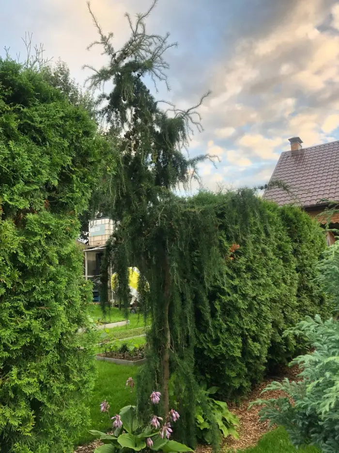 Прививка Larix decidua Horstmann's Recurved