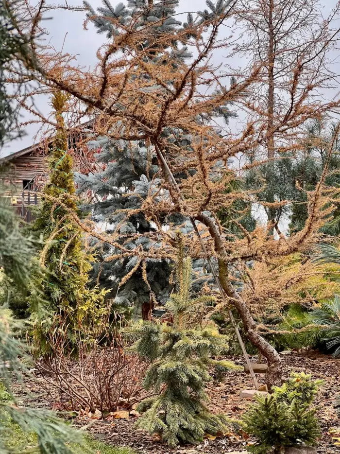 Прививка Larix decidua Vanc