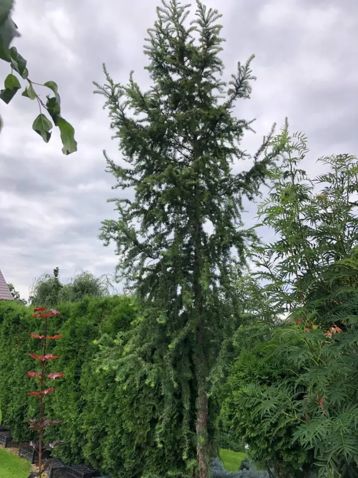 Прививка Larix kaempferi Diana
