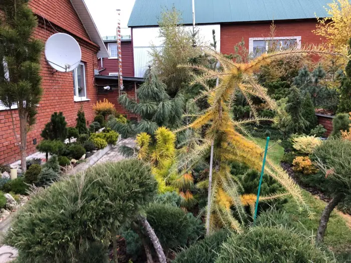 Прививка Larix kaempferi Mazanek