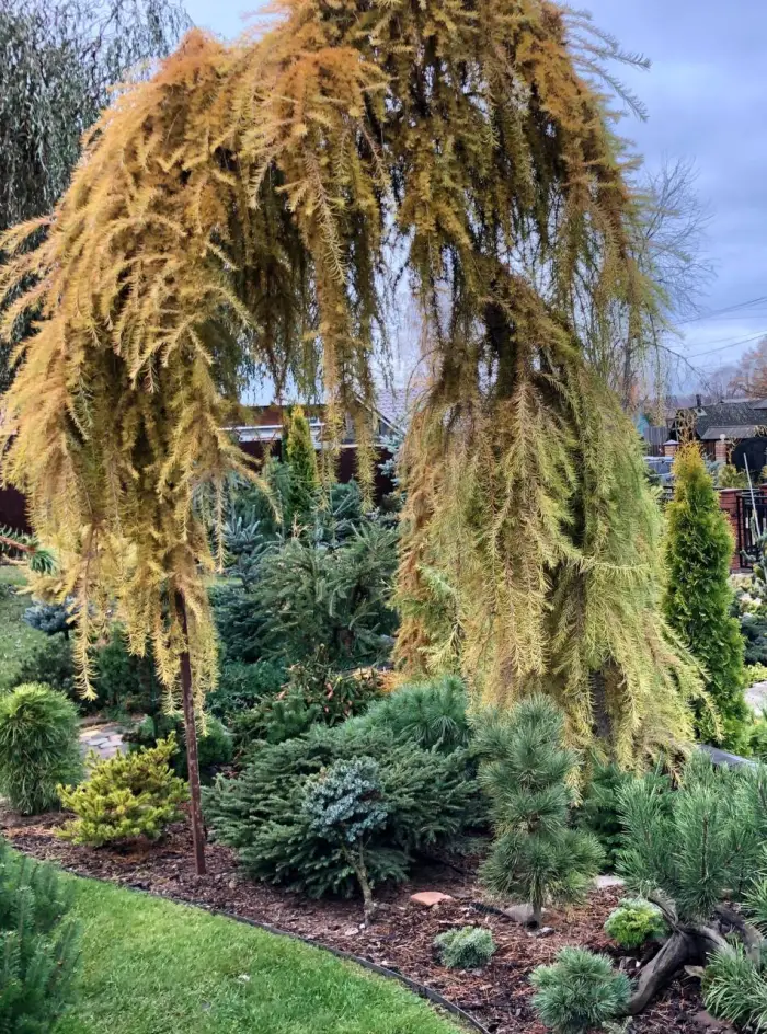 Прививка Larix kaempferi Pendula