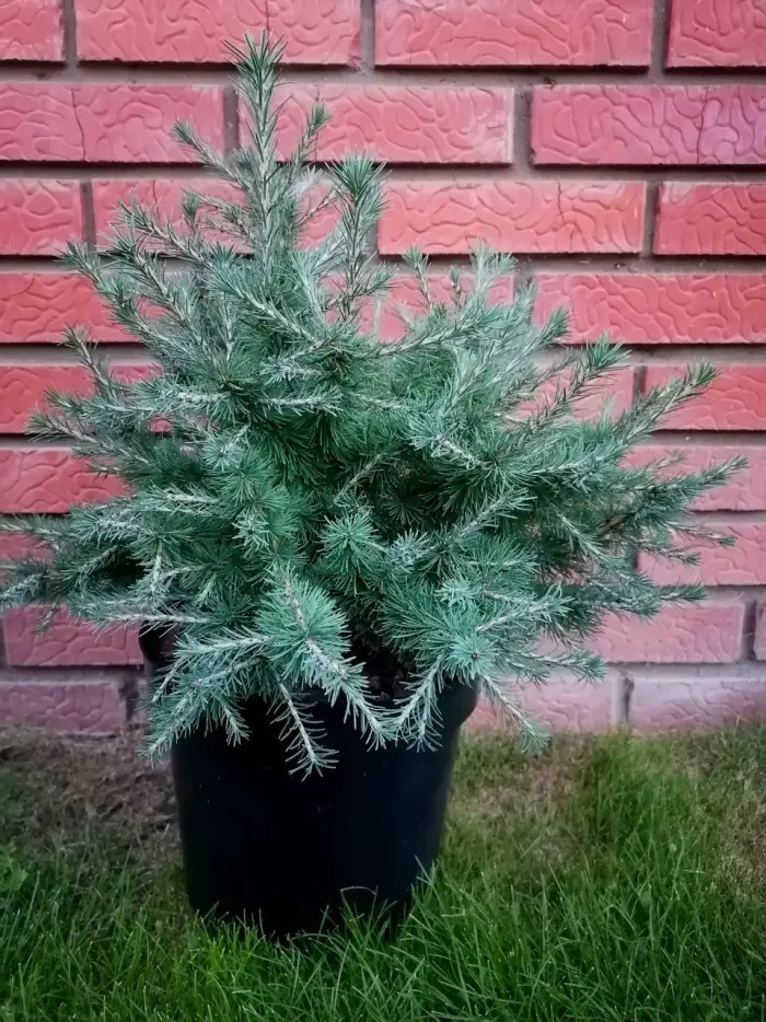 Прививка Larix sibirica Grebni