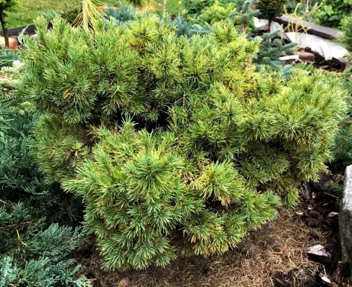 Прививка Larix sibirica Masha