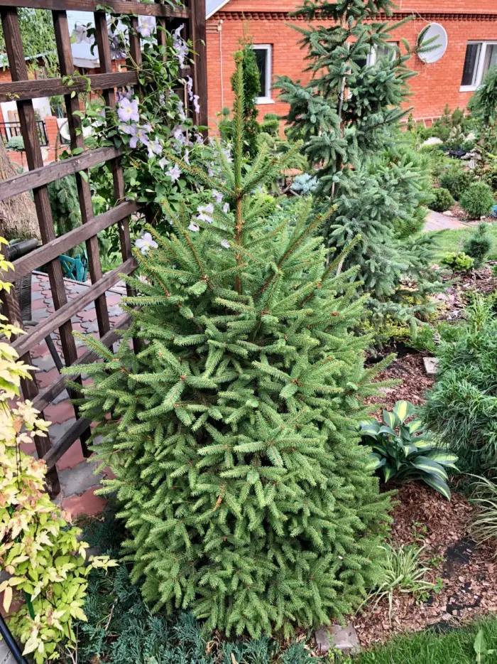 Прививка Picea abies Compacta