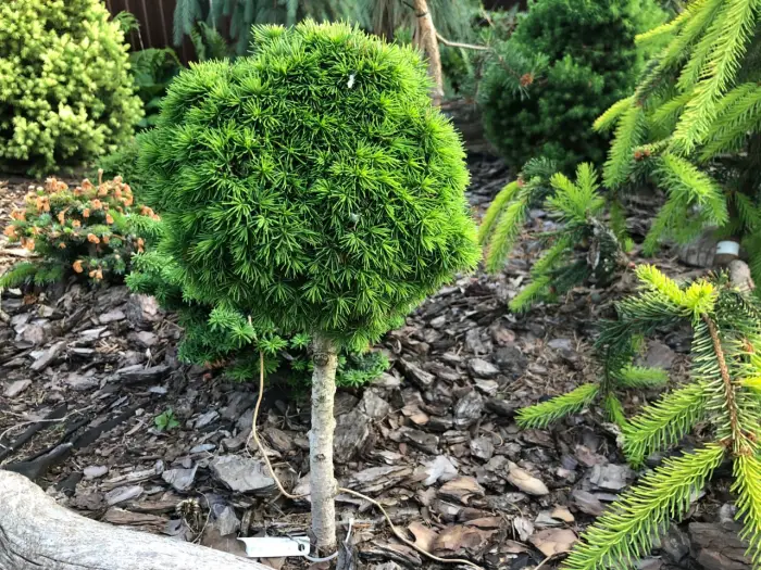 Прививка Picea abies Jana