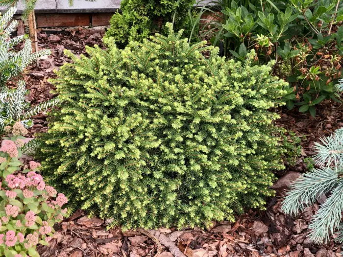 Прививка Picea abies Little Gem