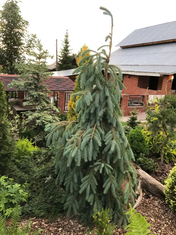 Прививка Picea engelmannii Bush's Lace