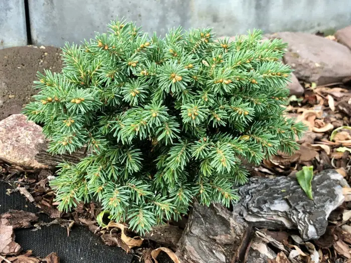 Прививка Picea engelmannii Pocahontas