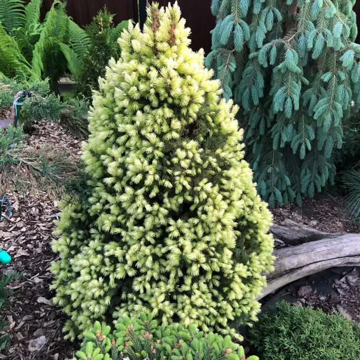 Прививка Picea glauca Daisy's White