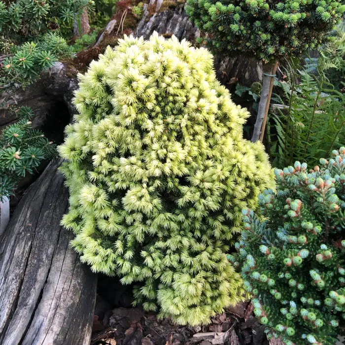 Прививка Picea glauca Dendrofarma Gold