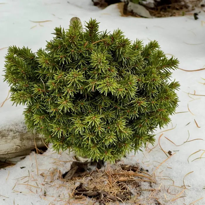 Прививка Picea obovata Anastasia