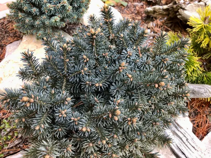 Прививка Picea obovata Cheshire Cat