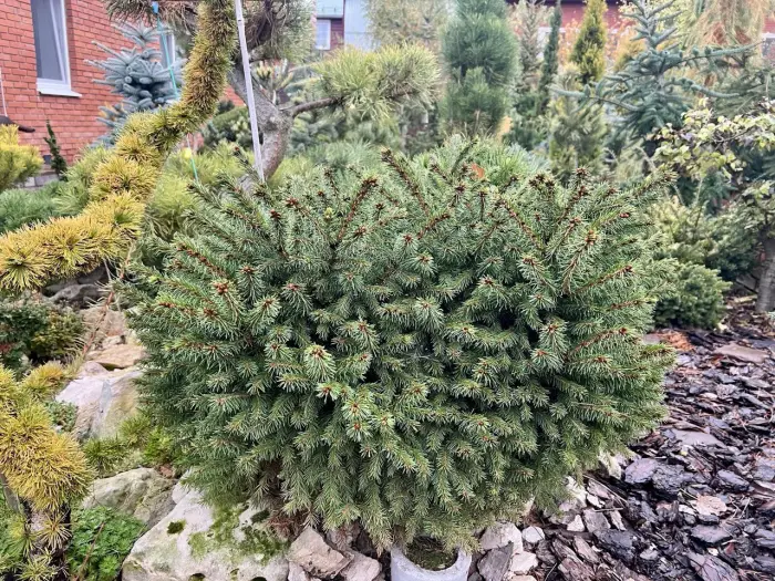 Прививка Picea obovata Olivia