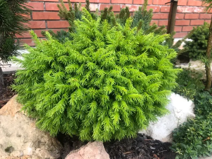 Прививка Picea obovata Plushka