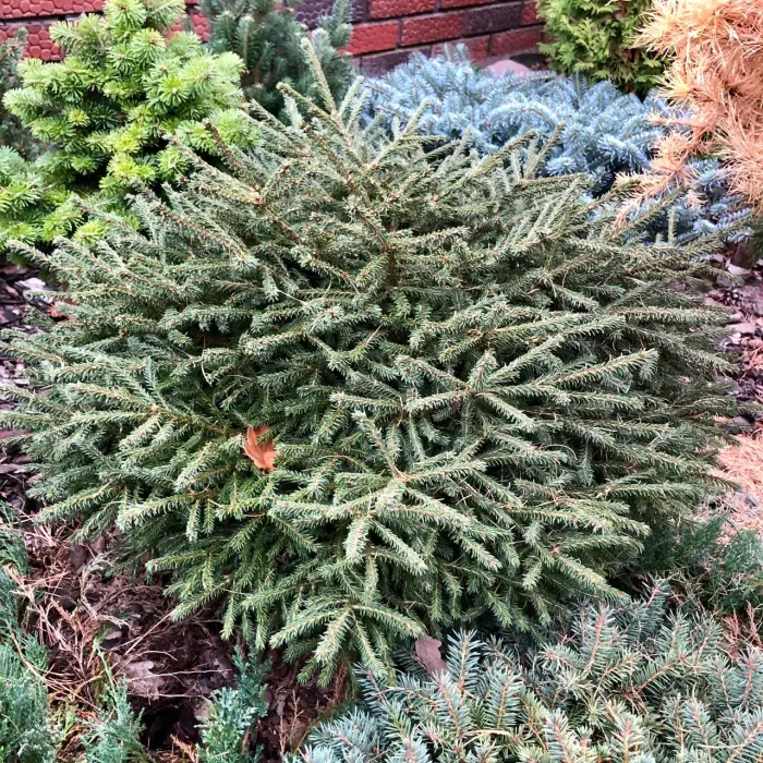 Прививка Picea obovata Ushajka Masha