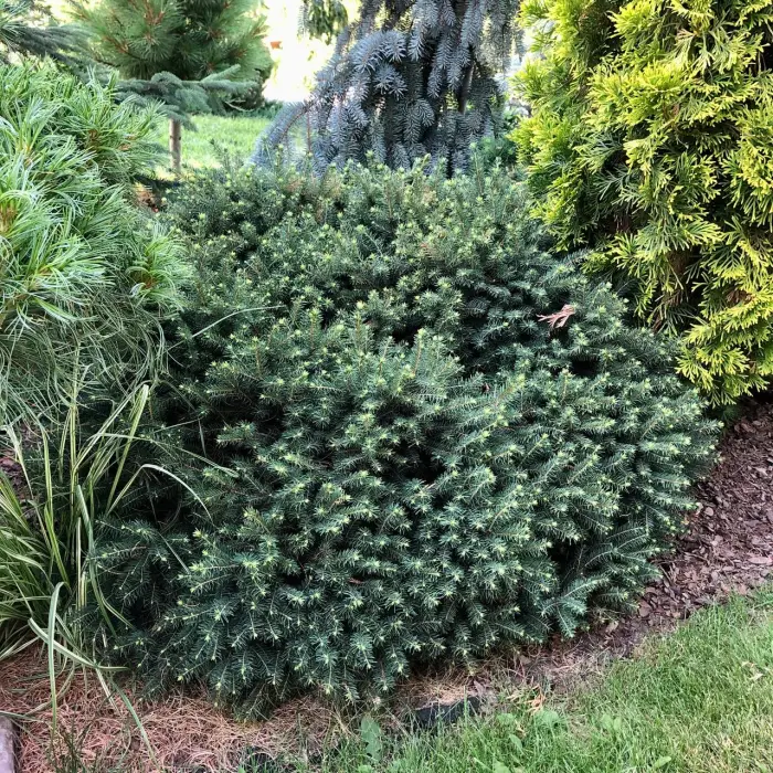 Прививка Picea omorika Karel