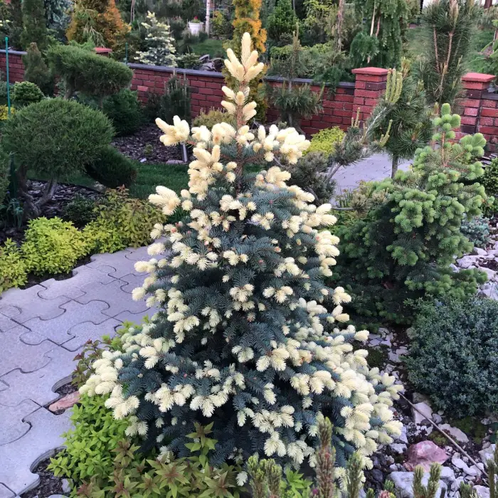 Прививка Picea pungens Bialobok