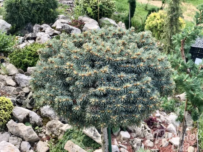 Прививка Picea pungens Blue Ball