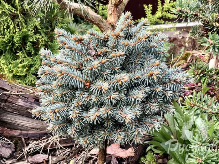 Прививка Picea pungens Blue Pearl