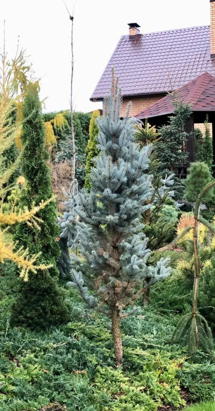Прививка Picea pungens Iseli Fastigiata