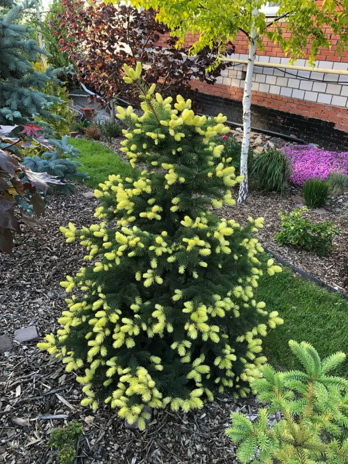 Прививка Picea pungens Maigold