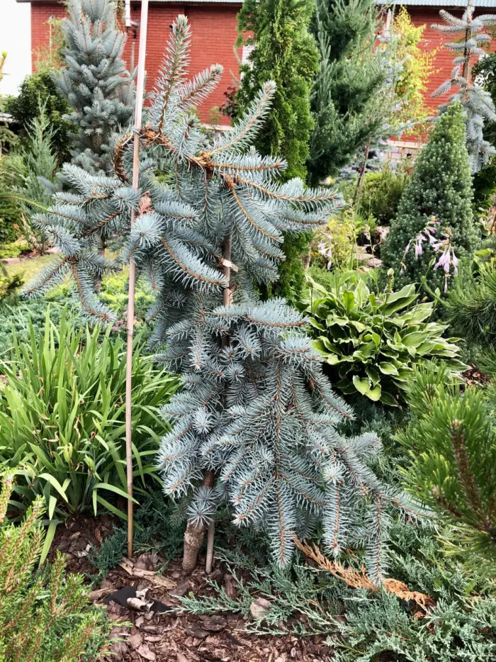 Прививка Picea pungens Pendula Janis
