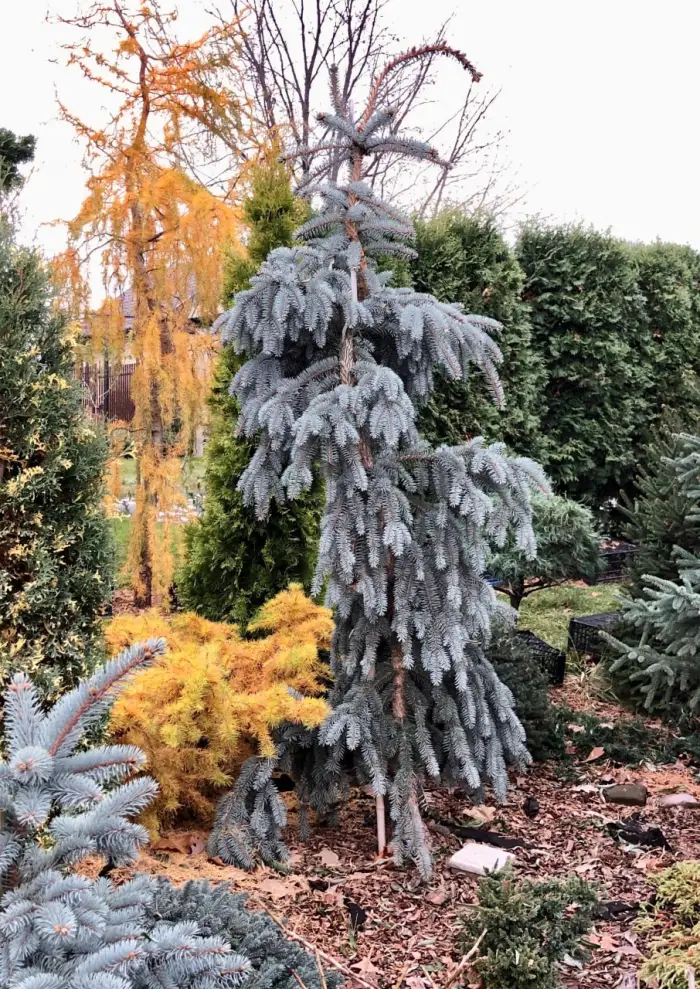 Прививка Picea pungens The Blues