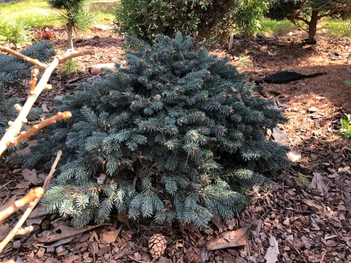 Прививка Picea pungens Waldbrunn
