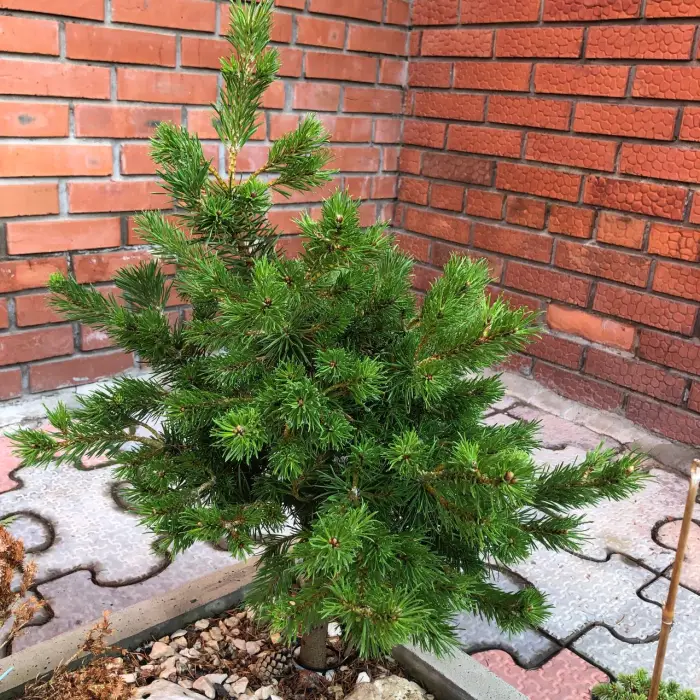 Прививка Pinus banksiana Martin Novak