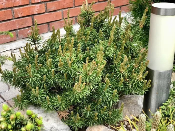 Прививка Pinus banksiana Schneverdingen